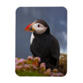 ATL PUFFIN MAGNEET (Verticaal)