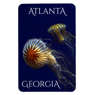 Atlanta Georgia Curious Jellyfish Magneet