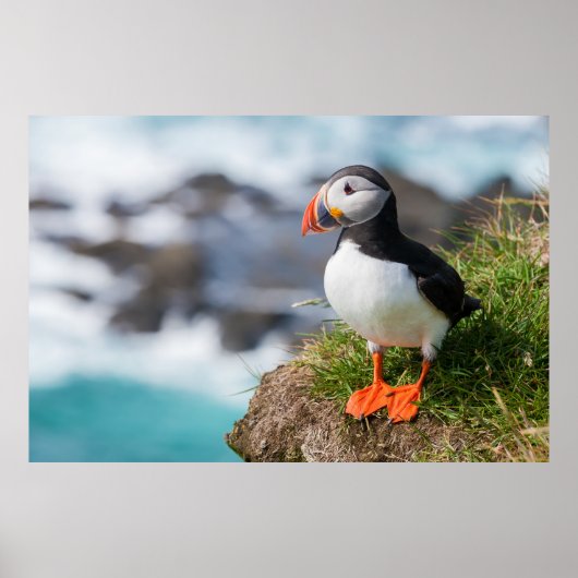 Atlantic Common Puffin Fratercula Arctica Poster (Voorkant)