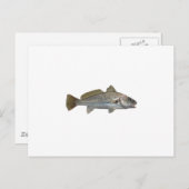 Atlantic Croaker Briefkaart (Voorkant / Achterkant)