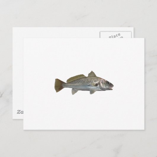 Atlantic Croaker Briefkaart (Voorkant / Achterkant)