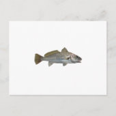 Atlantic Croaker Briefkaart (Voorkant)