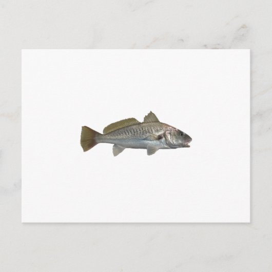 Atlantic Croaker Briefkaart (Voorkant)