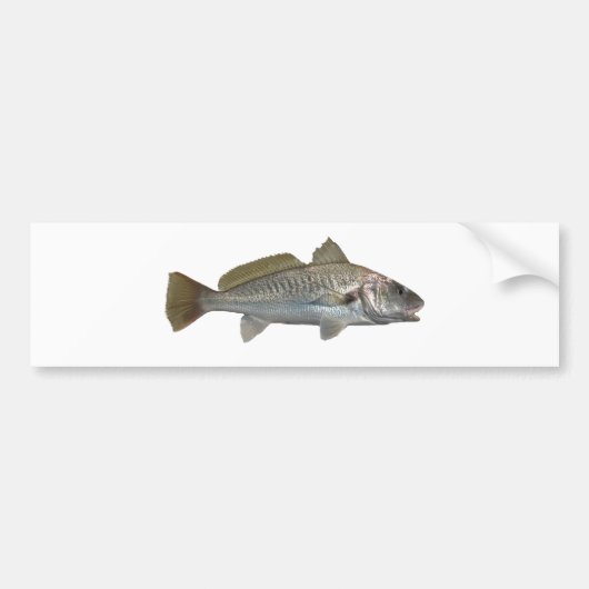 Atlantic Croaker Bumpersticker (Voorkant)
