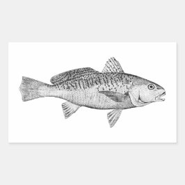 Atlantic Croaker  Illustratie Rechthoekige Sticker