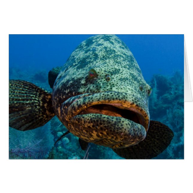 Atlantic Goliath Grouper (Voorkant Horizontaal)