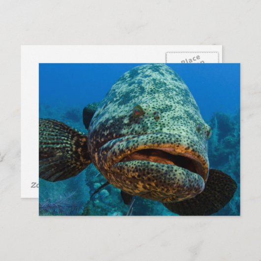 Atlantic Goliath Grouper Briefkaart (Voorkant / Achterkant)