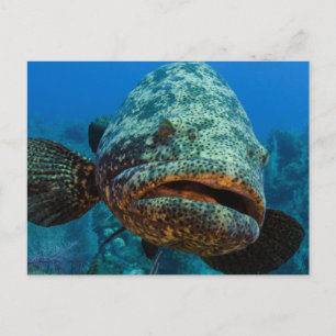 Atlantic Goliath Grouper Briefkaart