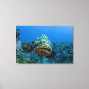Atlantic Goliath Grouper Canvas Afdruk