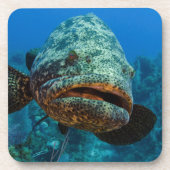 Atlantic Goliath Grouper Drankjes Onderzetter (Voorkant)