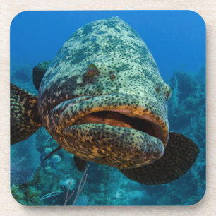 Atlantic Goliath Grouper Drankjes Onderzetter