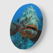 Atlantic Goliath Grouper Grote Klok (Hoek)