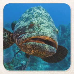 Atlantic Goliath Grouper Kartonnen Onderzetters