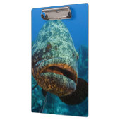 Atlantic Goliath Grouper Klembord (Links)
