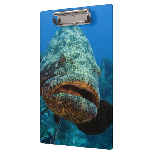 Atlantic Goliath Grouper Klembord (Links)