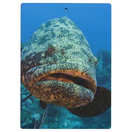 Atlantic Goliath Grouper Klembord (Achterkant)