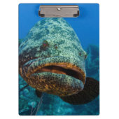Atlantic Goliath Grouper Klembord (Voorkant)