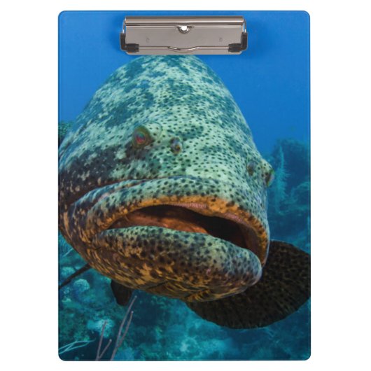 Atlantic Goliath Grouper Klembord (Voorkant)
