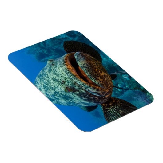 Atlantic Goliath Grouper Magneet (Rechterzijde)