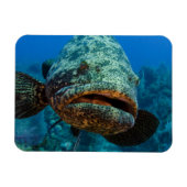 Atlantic Goliath Grouper Magneet (Horizontaal)