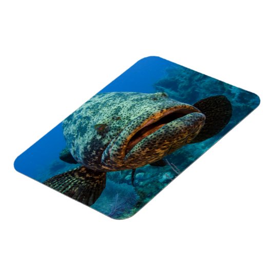 Atlantic Goliath Grouper Magneet (Linkerzijde)