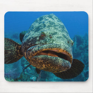 Atlantic Goliath Grouper Muismat