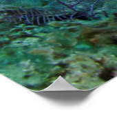 Atlantic Goliath Grouper Poster (Hoek)