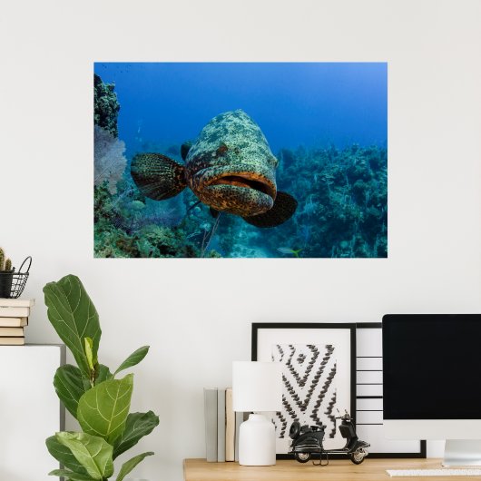 Atlantic Goliath Grouper Poster (Thuiskantoor)