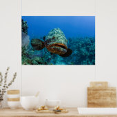 Atlantic Goliath Grouper Poster (Keuken)