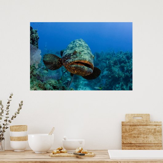 Atlantic Goliath Grouper Poster (Keuken)