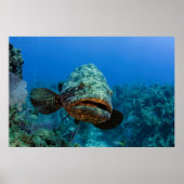 Atlantic Goliath Grouper Poster (Voorkant)