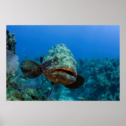 Atlantic Goliath Grouper Poster (Voorkant)