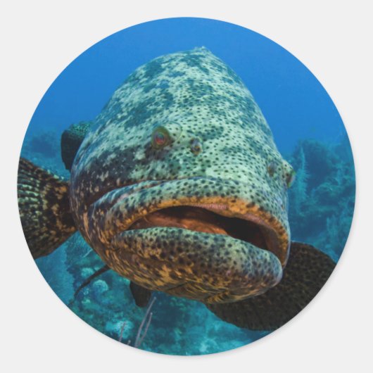 Atlantic Goliath Grouper Ronde Sticker (Voorkant)