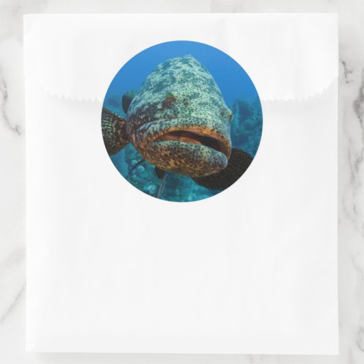 Atlantic Goliath Grouper Ronde Sticker (Tas)