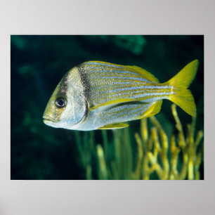 Atlantic Porkfish Portret Poster