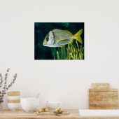 Atlantic Porkfish Portret Poster (Keuken)