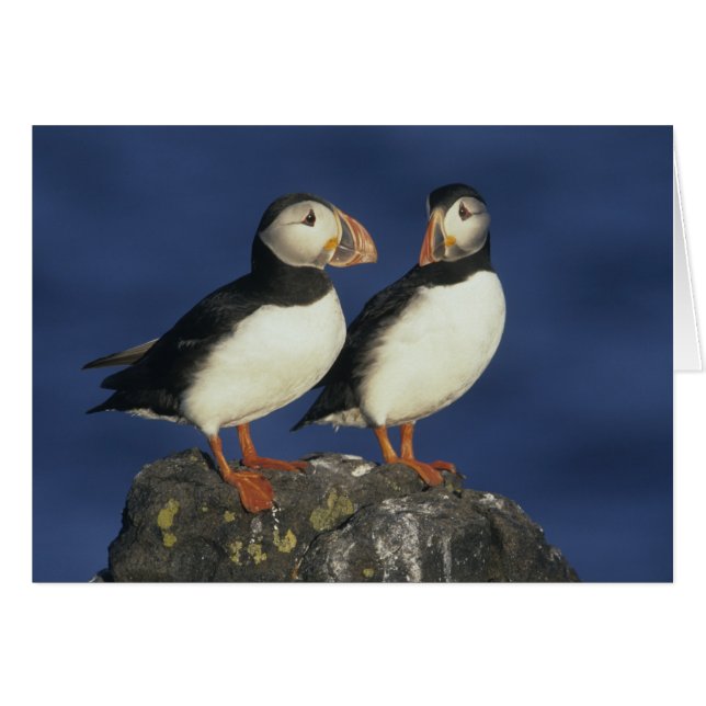 Atlantic Puffin (Voorkant Horizontaal)