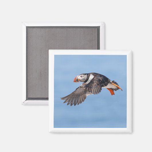 Atlantic Puffin 2x2 magnet (Voorkant / Achterkant)