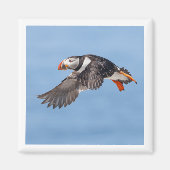 Atlantic Puffin 2x2 magnet (Voorkant)