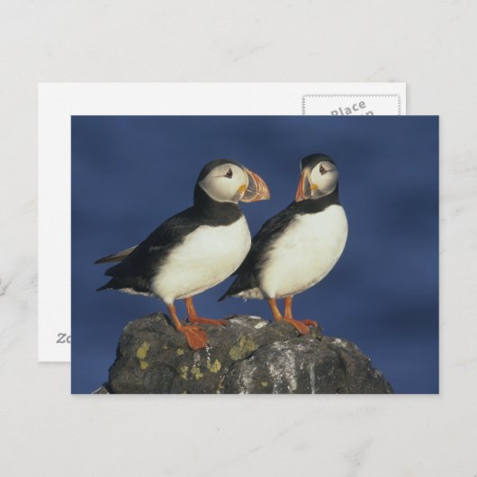 Atlantic Puffin Briefkaart (Voorkant / Achterkant)