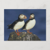 Atlantic Puffin Briefkaart (Voorkant)