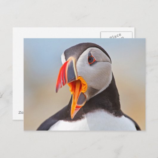 Atlantic Puffin Briefkaart (Voorkant / Achterkant)