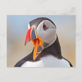 Atlantic Puffin Briefkaart