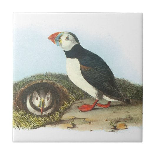 Atlantic Puffin door Audubon Tegeltje (Voorkant)