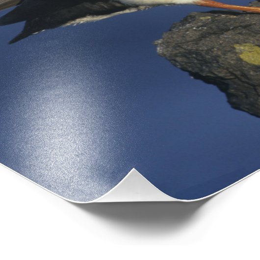 Atlantic Puffin Foto Afdruk (Hoek)