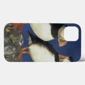 Atlantic Puffin, Fratercula arctica), in Case-Mate iPhone Case (Achterkant (horizontaal))