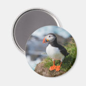 Atlantic Puffin Fratercula Arctica Magneet (Voorkant / Achterkant)