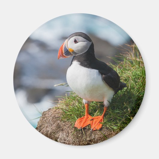 Atlantic Puffin Fratercula Arctica Magneet (Voorkant)