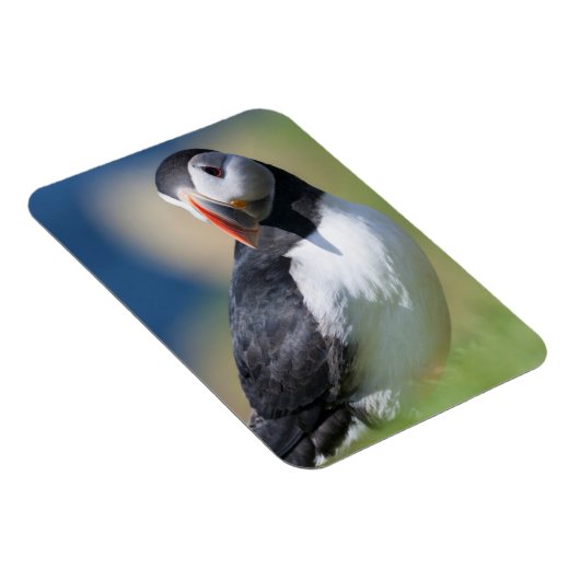 Atlantic Puffin (Fratercula Arctica) op Cliff 2 Magneet (Rechterzijde)