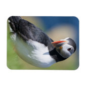 Atlantic Puffin (Fratercula Arctica) op Cliff 2 Magneet (Horizontaal)